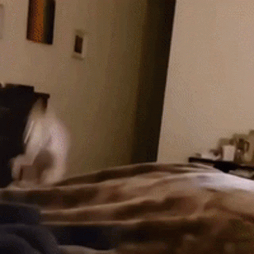 Watch Out For Dog Zoomies GIF