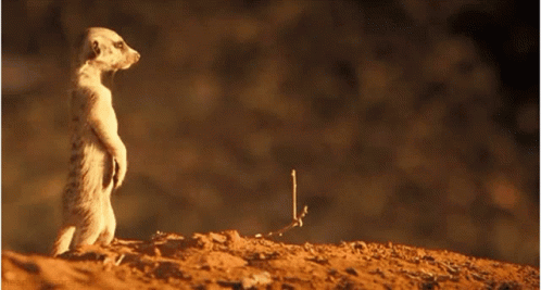 Watchful Meerkat Standing Upright GIF