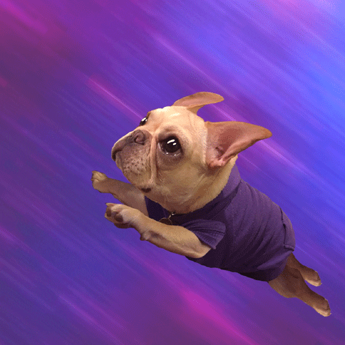 Watching French Bulldog Fly In The Sky GIF