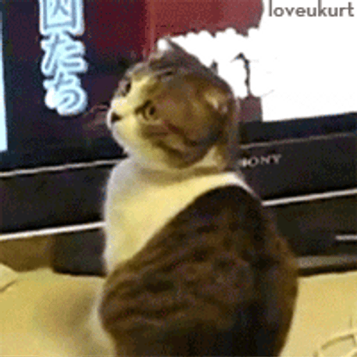 shocked kitty gif