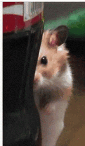 Hamster Behind Coca Cola Watching You GIF
