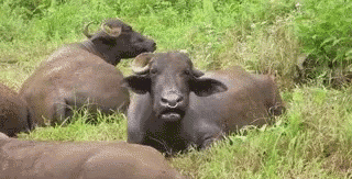 Water Buffalo Lying In Grass GIF