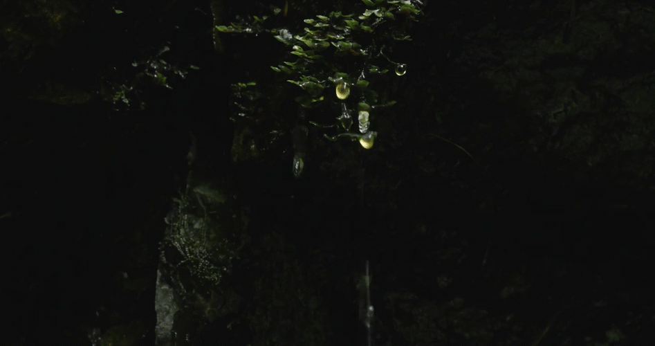 Water Drip Down From Tree GIF