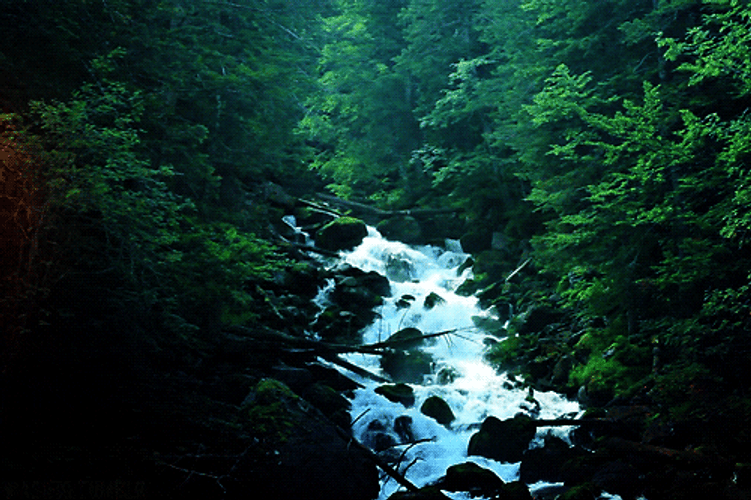 Water Flowing In The Cottagecore River GIF