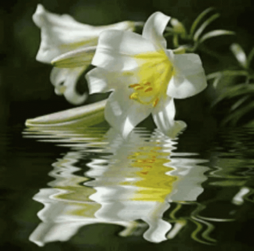 Water Lilies Flower Blooming GIF