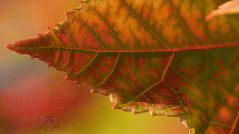 Water Moves Out Fall Leaf GIF