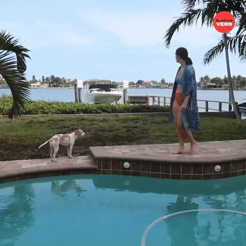 Water Pouring Girl Drops Pool Dog Sees GIF