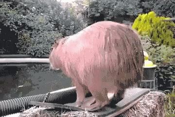 Water Slow Jump Capybara Meme GIF
