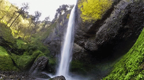 Waterfall Surrounded by Trees and Ferns