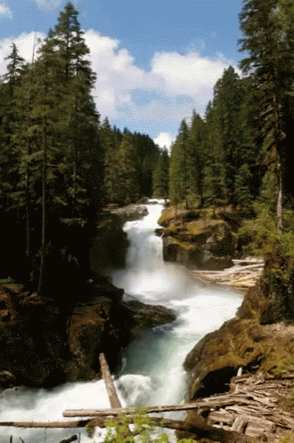 Waterfall Surrounded by Trees and Rocks