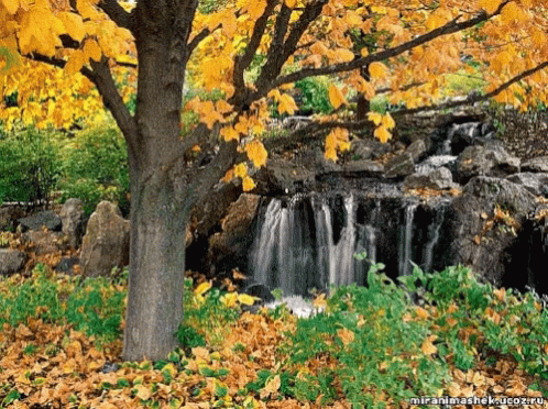 Waterfall Surrounded by Trees With Yellow Leaves and Foreground Tree