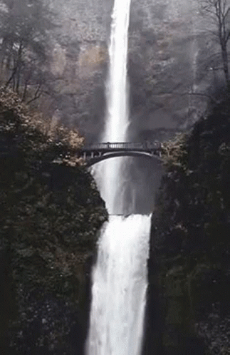 Waterfall With Bridge In Forest GIF