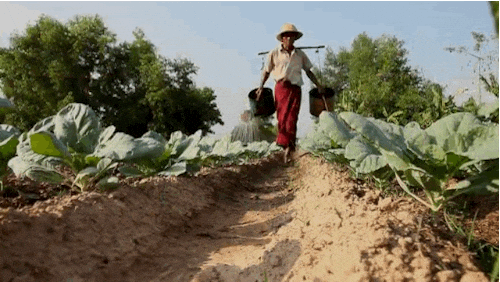 Watering Plant Crops GIF
