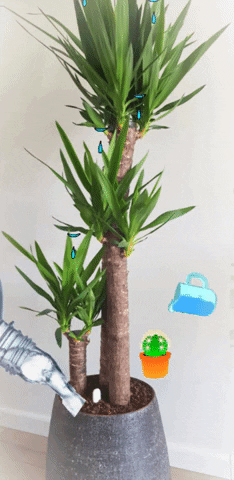 Watering Yucca Plant GIF