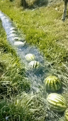 Watermelons Are Being Harvested By A Stream Of Water GIF