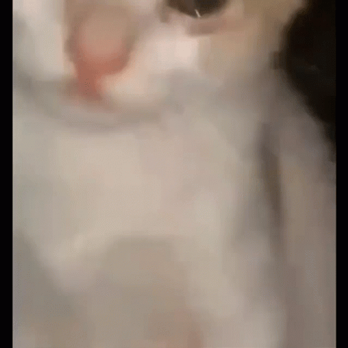 Watery Eyed Crying Cat GIF