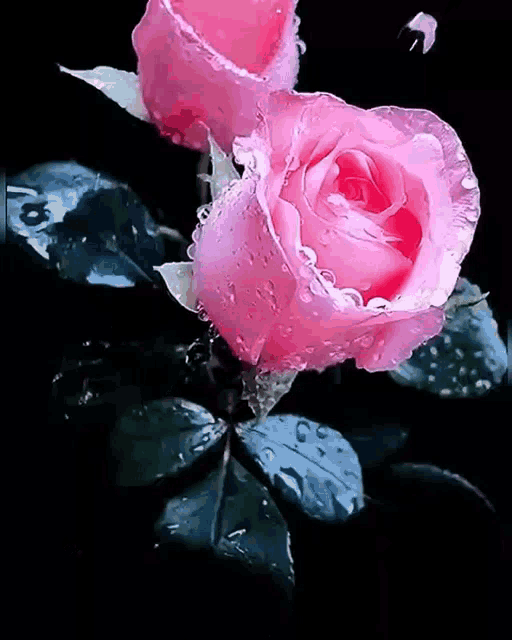 Watery Pink Flores Reflection GIF