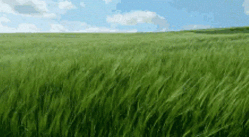 Waving Grass Field Loop GIF