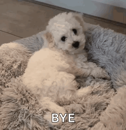 Waving White Dog Laying Down Byeeee GIF
