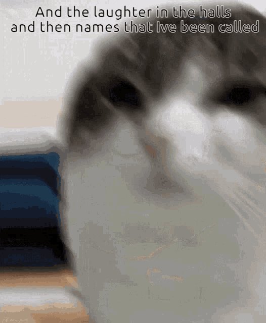 Wawa Cat Wawa Gif GIF