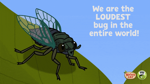 We Are The Loudest Bug Pbs Kids GIF
