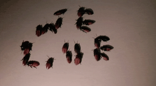 We Live Roach GIF