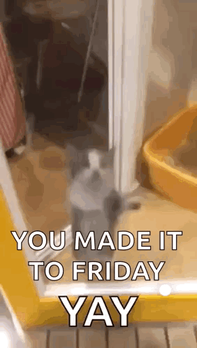 We Made It To Friday Jumping Cat GIF