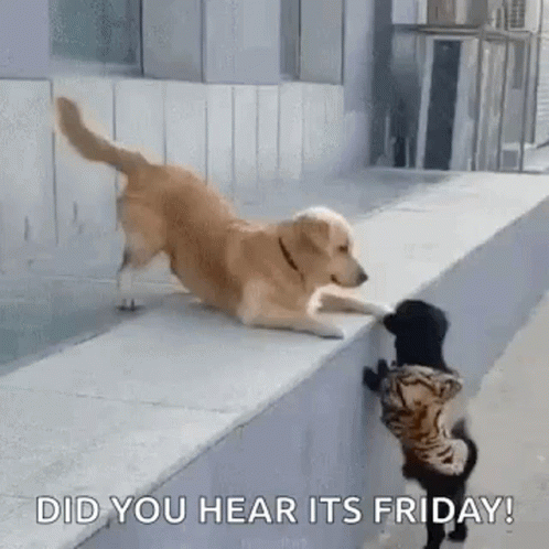 We Made It To Friday Two Dogs GIF