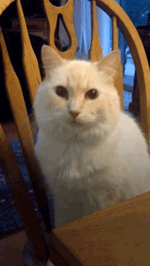 We Need To Talk Cats Gif GIF