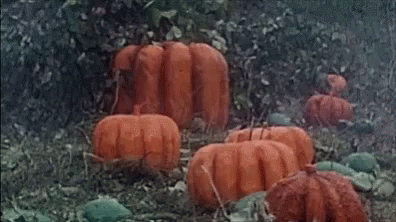 We're Up For Pumpkin Spice GIF