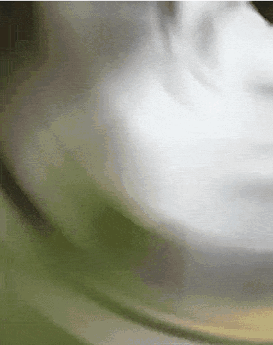 Wearing Hoodie Smurf Cat Meme GIF