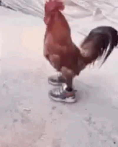 Wearing Shoes Chicken Run GIF