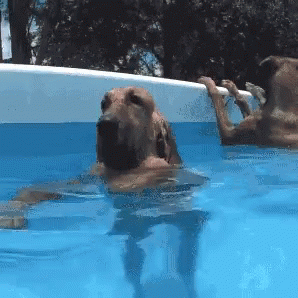 Wearing Sunglasses Dogpool GIF