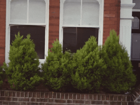 Weaving George Bush Shoe GIF