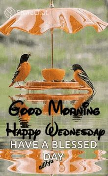 Wednesday Blessings Date Good Morning Birds GIF