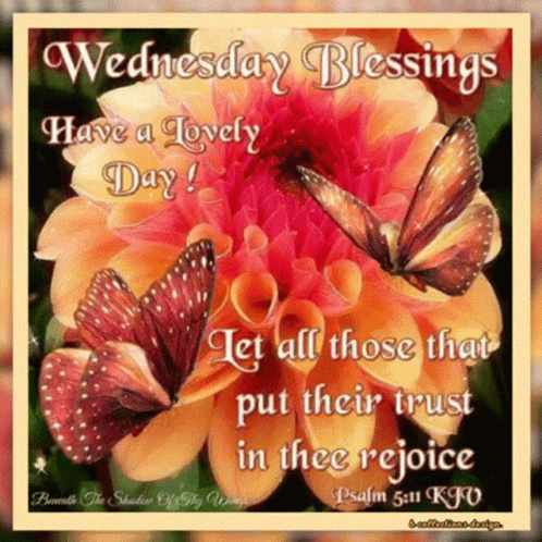 Wednesday Blessings Have a Lovely Day With Butterflies on Flower