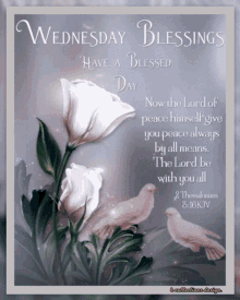Wednesday Blessings Peace Roses Bible Verse GIF