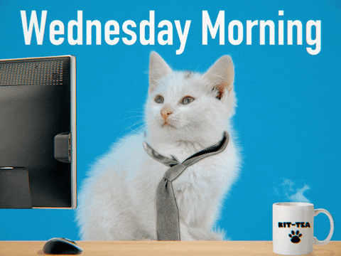 Wednesday Morning Cute Kitten With Tie GIF