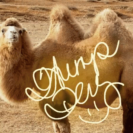 Wednesday Morning Funny Camel Humping GIF