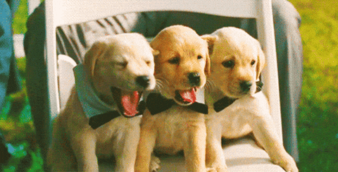 Wednesday Morning Funny Labrador GIF