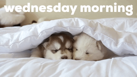 Wednesday Morning Sleepy Dogs GIF