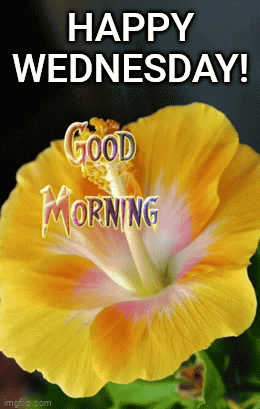 Wednesday Morning Yellow Tulips GIF