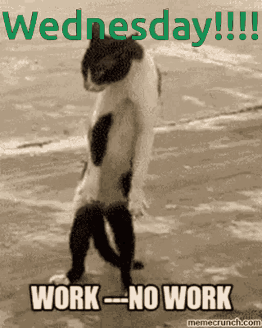 Wednesday Work Gif GIF