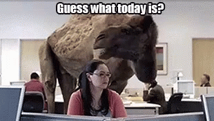 Wednesday Work Meme Camel At Office GIF