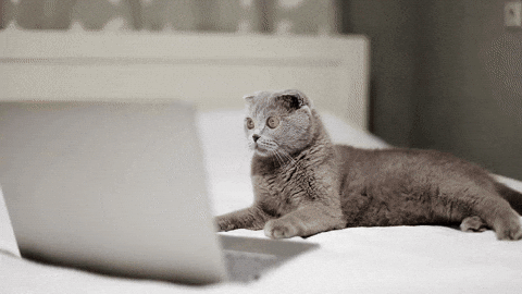 Wednesday Work Meme Cat Staring At Laptop GIF