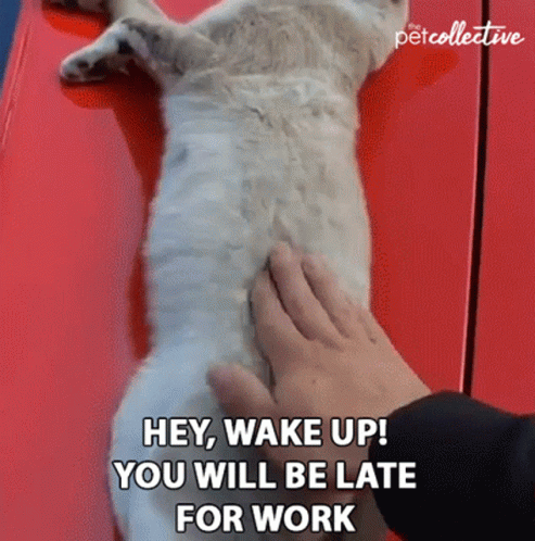 Wednesday Work Meme Cat Trying To Run GIF