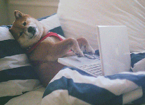 Wednesday Work Meme Dog Lying Down GIF