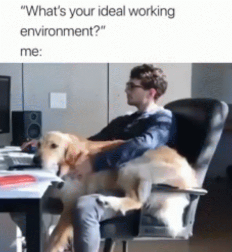 Wednesday Work Meme Man With Dog GIF