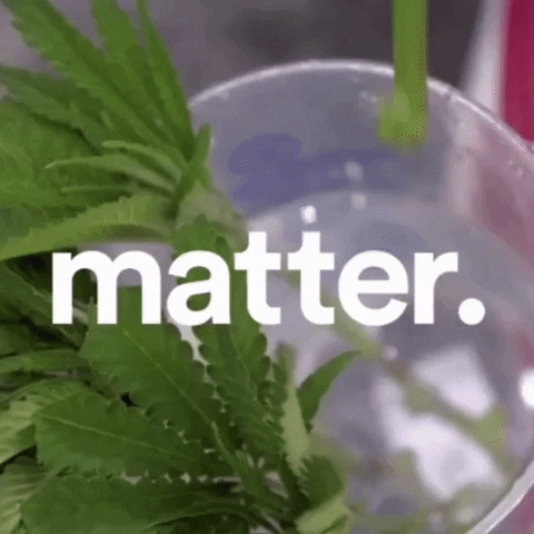 Weed Plant Matter GIF