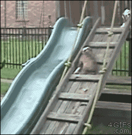 Weeee Dog Sliding Tumbling GIF